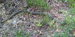 Thamnophis sirtalis