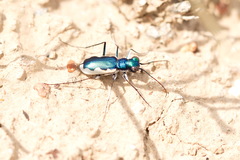 Cephalota galathea