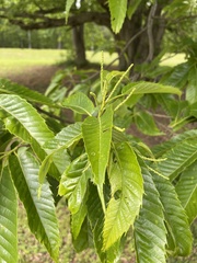 Castanea crenata