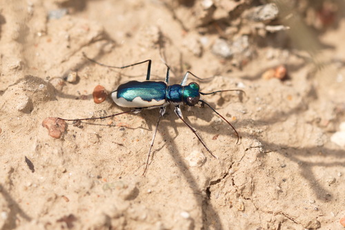 taxonomy_inaturalist image for Galathea