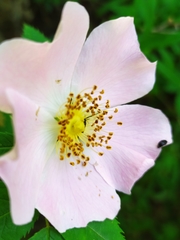 Rosa canina