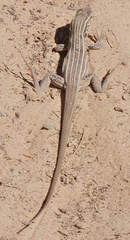 Aspidoscelis neomexicanus