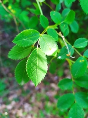 Rosa canina