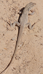 Aspidoscelis neomexicanus