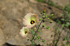 Hibiscus engleri