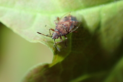 Kleidocerys resedae