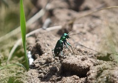 Cicindela patruela