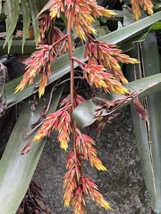 Aechmea rubens