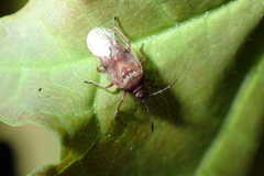 Kleidocerys resedae