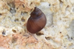 Pedipes ovalis