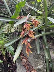Aechmea rubens