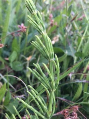 Equisetum arvense