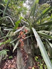 Aechmea rubens