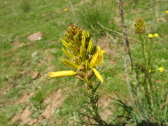 Asphodeline