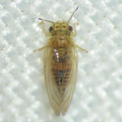 Blastopsylla occidentalis