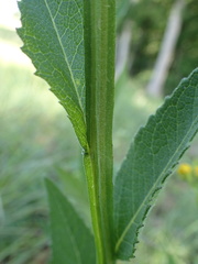 Verbesina helianthoides