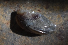 Brachidontes domingensis