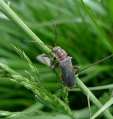 Cantharis rustica