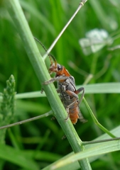 Cantharis rustica