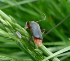 Cantharis rustica