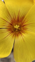 Oxalis perdicaria