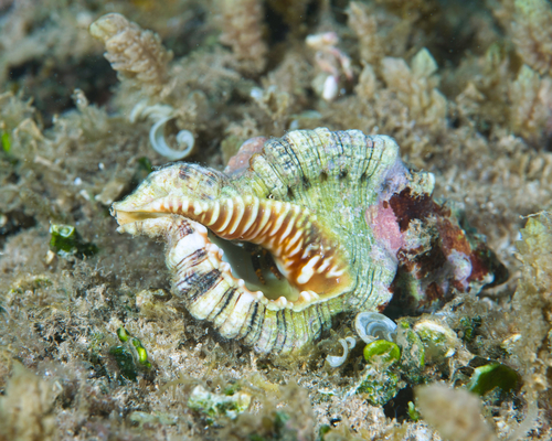 Cymatium nicobaricum observed 2022-05-14