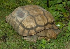 Centrochelys sulcata