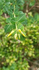Cytisophyllum