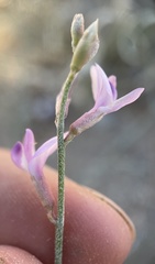 Astragalus episcopus