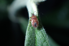 Kleidocerys resedae