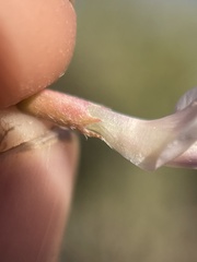 Astragalus episcopus