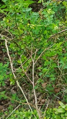 Cytisophyllum