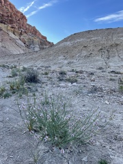 Astragalus episcopus