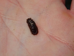 Acanthochitona