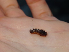 Acanthochitona