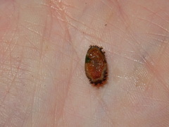 Acanthochitona
