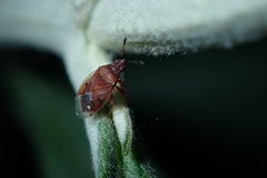 Kleidocerys resedae
