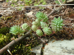 Sedum hispanicum