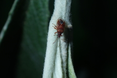 Kleidocerys resedae