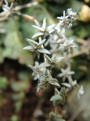 Sedum hispanicum