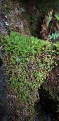 Bartramia pomiformis