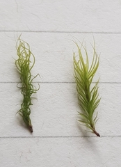 Bartramia pomiformis