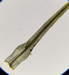 Bartramia pomiformis