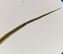 Bartramia pomiformis