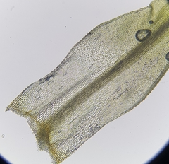 Bartramia pomiformis
