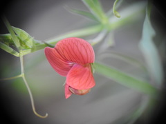 Lathyrus setifolius
