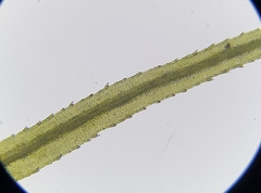 Bartramia pomiformis