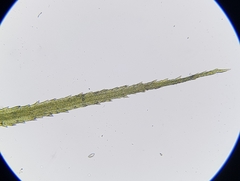 Bartramia pomiformis