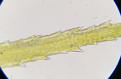 Bartramia pomiformis
