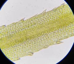 Bartramia pomiformis